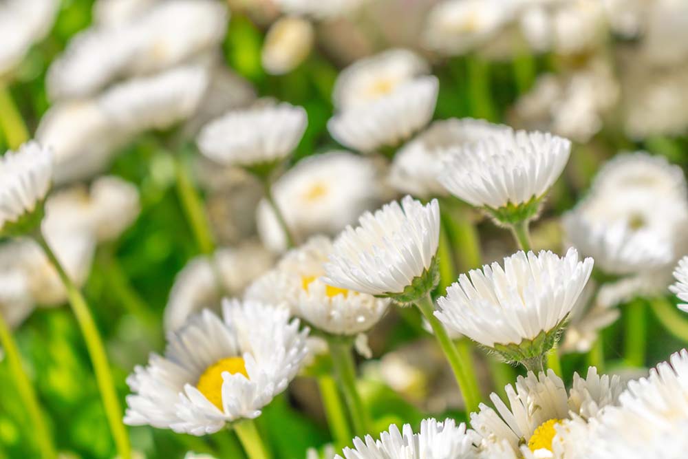 Gänseblümchen Bellis perennis in weißer Blüte auf Wiese