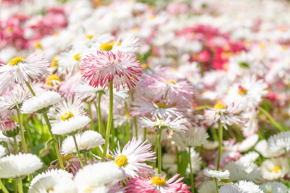 Zweifarbige Gänseblümchen Bellis perennis in Weiß und Rosa