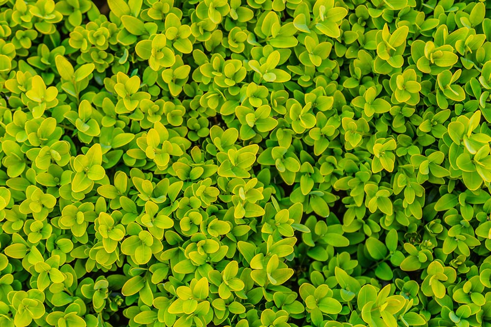 Dichte Buchsbaumblätter in frischem Grün aus der Nähe