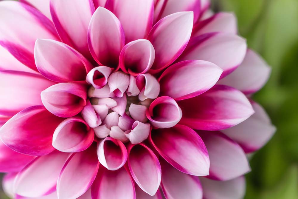 Makroaufnahme einer pink‑weißen Dahlie mit symmetrischen Blütenblättern
