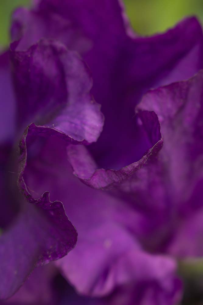 Makroaufnahme einer lila Schwertlilie mit gewellten Blütenblättern