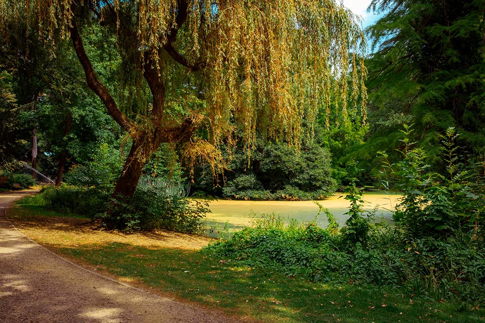 Idyllischer Weg im Englischen Garten Berlin mit Teich und Weide