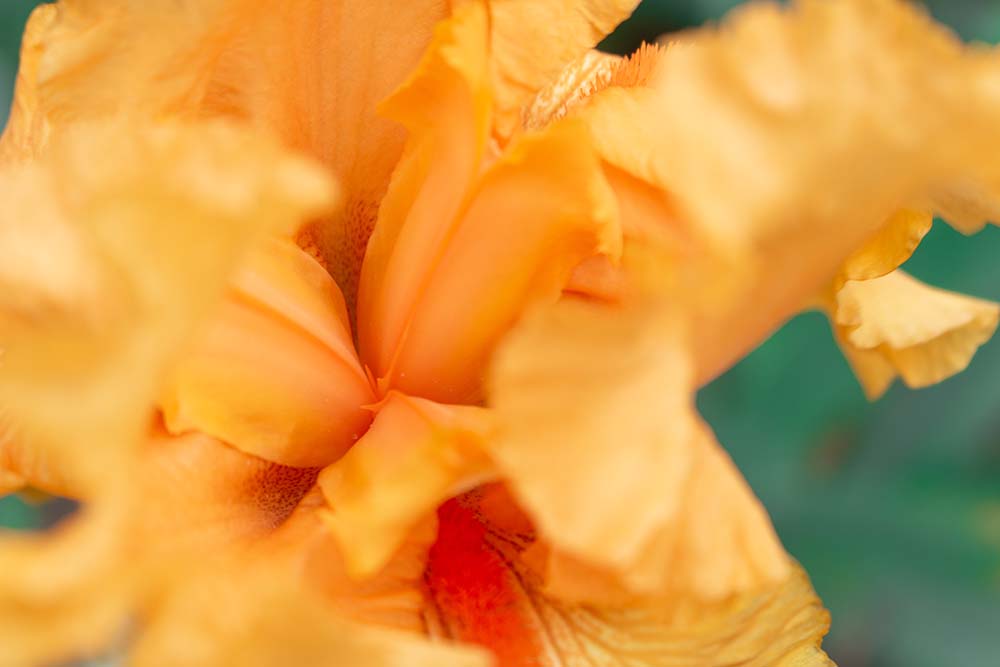 Makroaufnahme einer orangefarbenen hohen Bart‑Iris mit gewellten Blüten