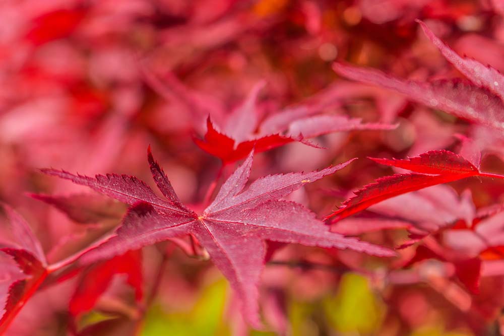 Rote Blätter eines Japanischen Ahorns Acer palmatum