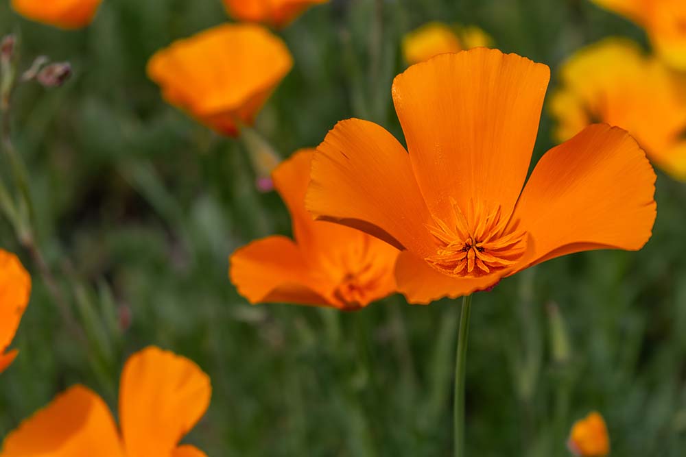 Kalifornischer Mohn Eschscholzia californica in leuchtendem Orange