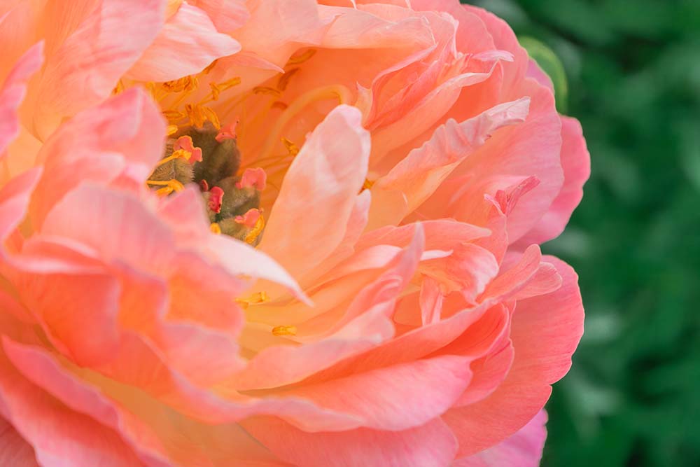 Makroaufnahme einer Pfingstrose Coral Charm in warmen Koralltönen