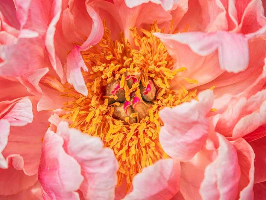 Detailed macro shot of the peony 'Coral Charm' in coral pink