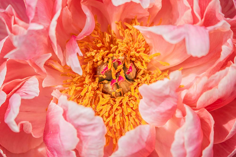 Detailreiche Makroaufnahme der Pfingstrose Coral Charm in Korallrosa