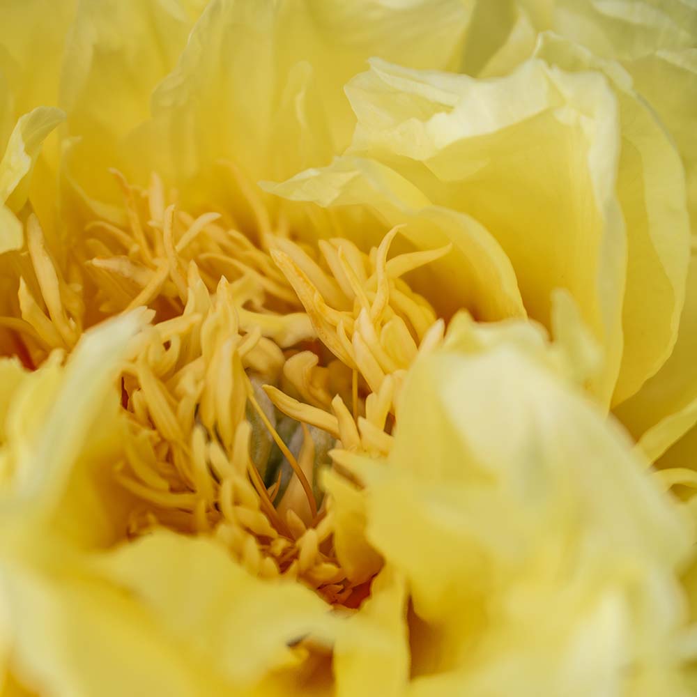 Makroaufnahme einer gelben Pfingstrose vom Typ High Noon