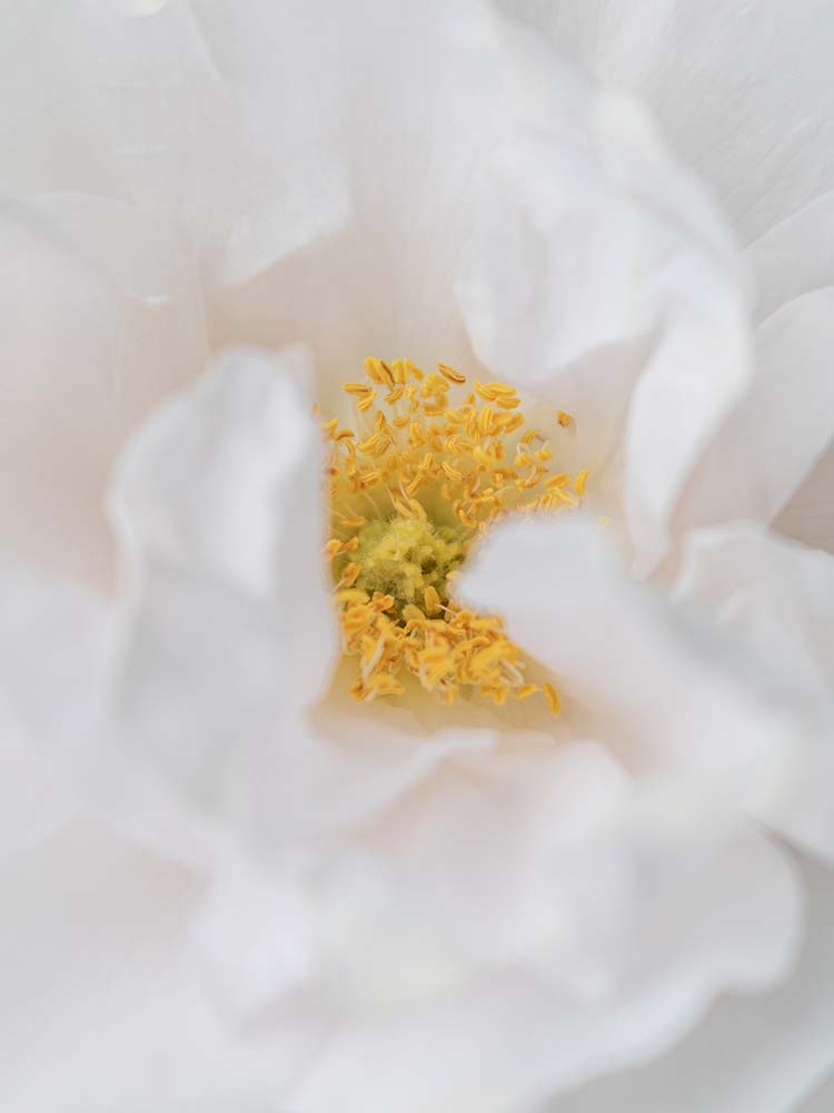 Makroaufnahme der weißen Strauchrose Crystal Mella mit gelbem Zentrum