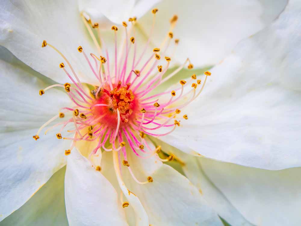 Makroaufnahme der Strauchrose Jacqueline du Pré mit rosa Zentrum