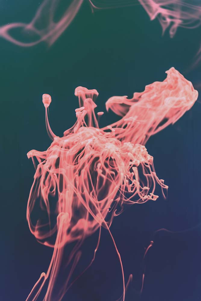 Pinke Tinte in Wasser mit fließenden Formen