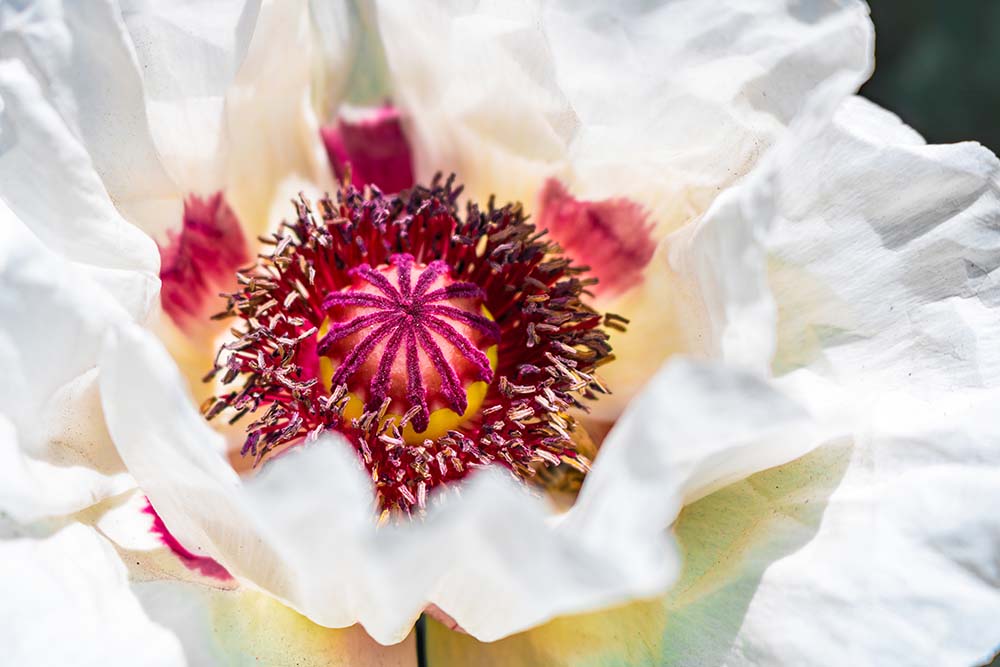 Makroaufnahme von weißem Türkischem Mohn Papaver orientale