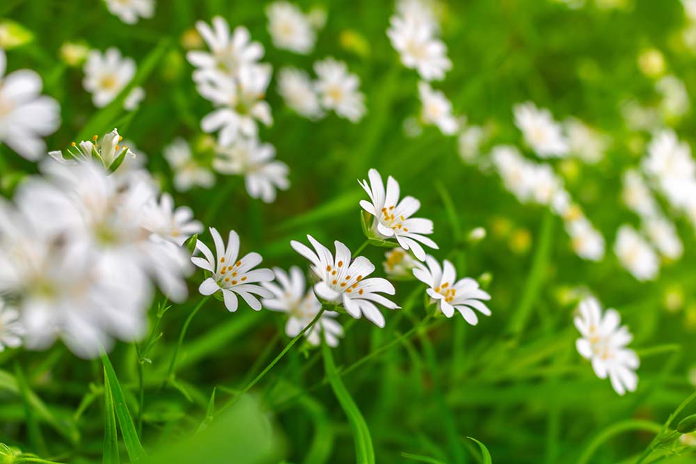 Weiße Sternmiere Stellaria holostea in frischem Grün
