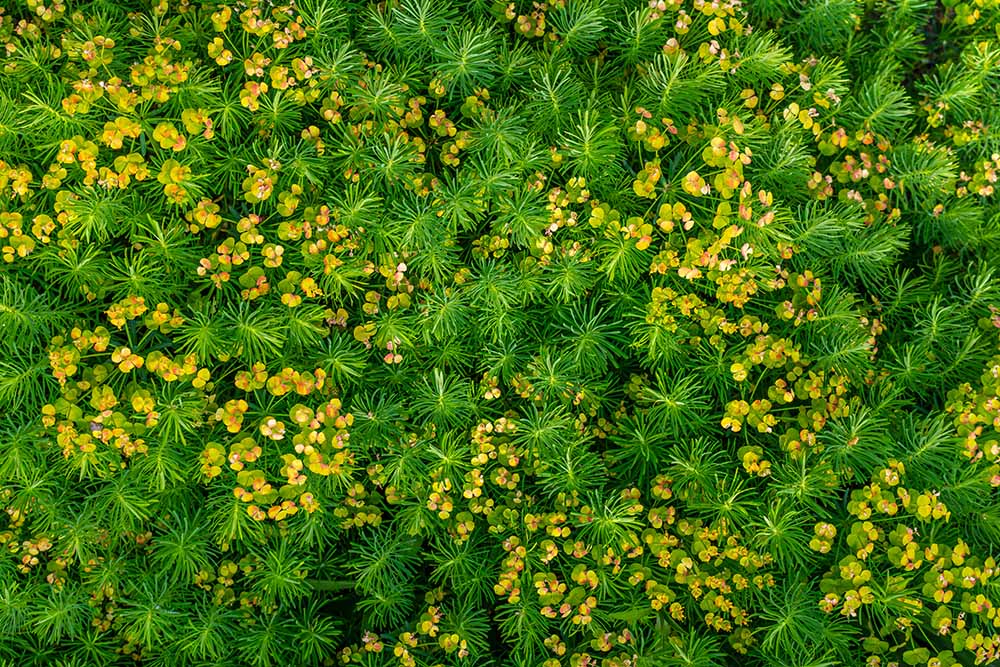 Dichte Wolfsmilch‑Pflanzen (Euphorbia) mit gelbgrünen Blütenständen