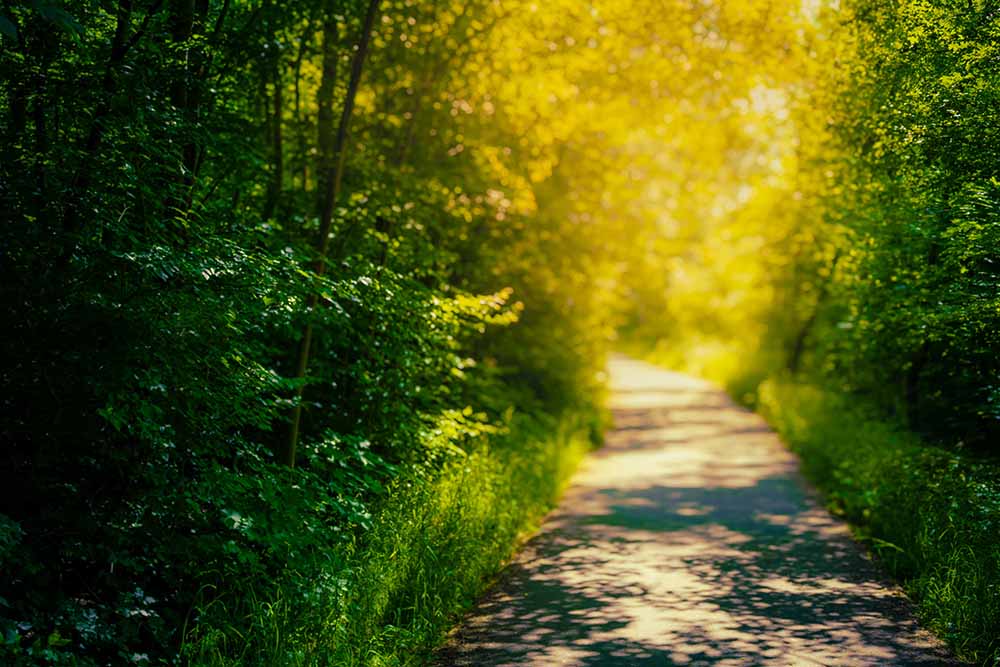 Wanderweg an der Ilm mit Sonnenlicht zwischen dichtem Grün.
